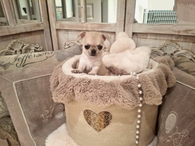 Les chiots de Chihuahua