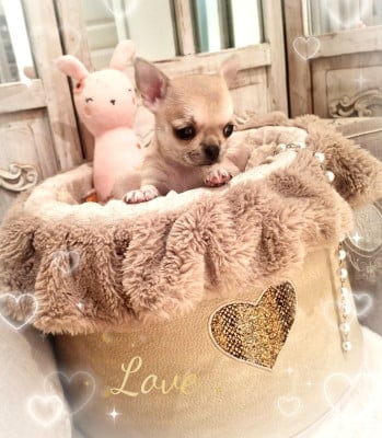 Les chiots de Chihuahua