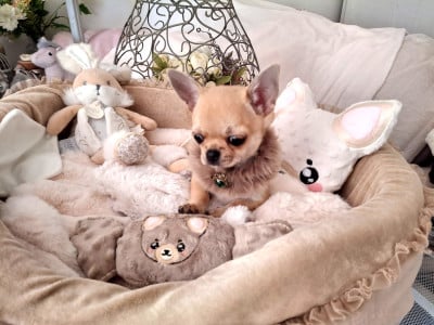 Les chiots de Chihuahua