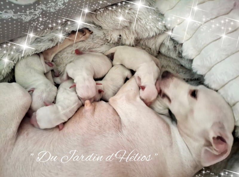 Petit Levrier Italien - du Jardin d'Hélios