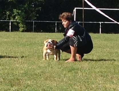 King of Magic Bull Feary girly star - Excellent