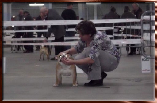 King of Magic Bull Feary girly star - Très prometteur en Classe Puppy