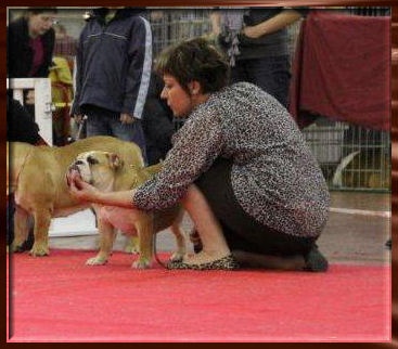 King of Magic Bull Feary girly star - Très prometteur en Classe Puppy