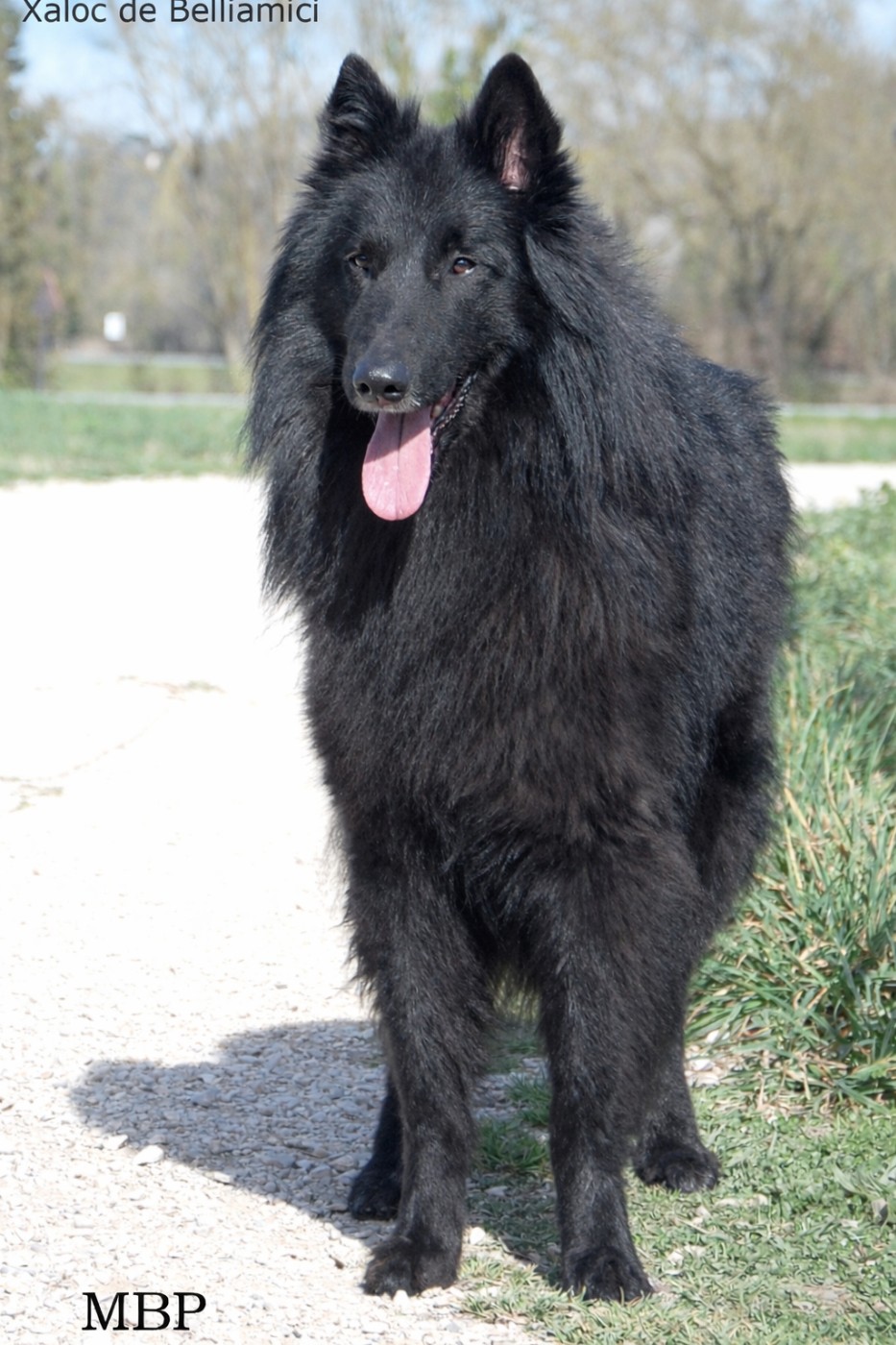 Xaloc de  Belliamici