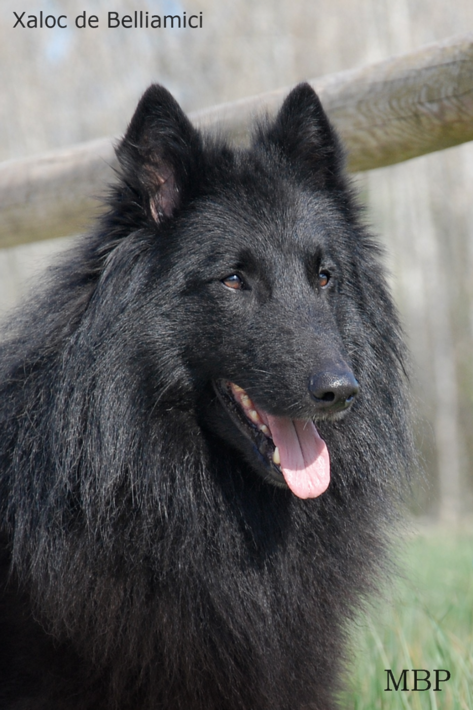 Xaloc de  Belliamici