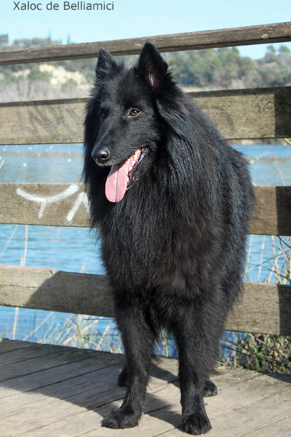 Xaloc de  Belliamici