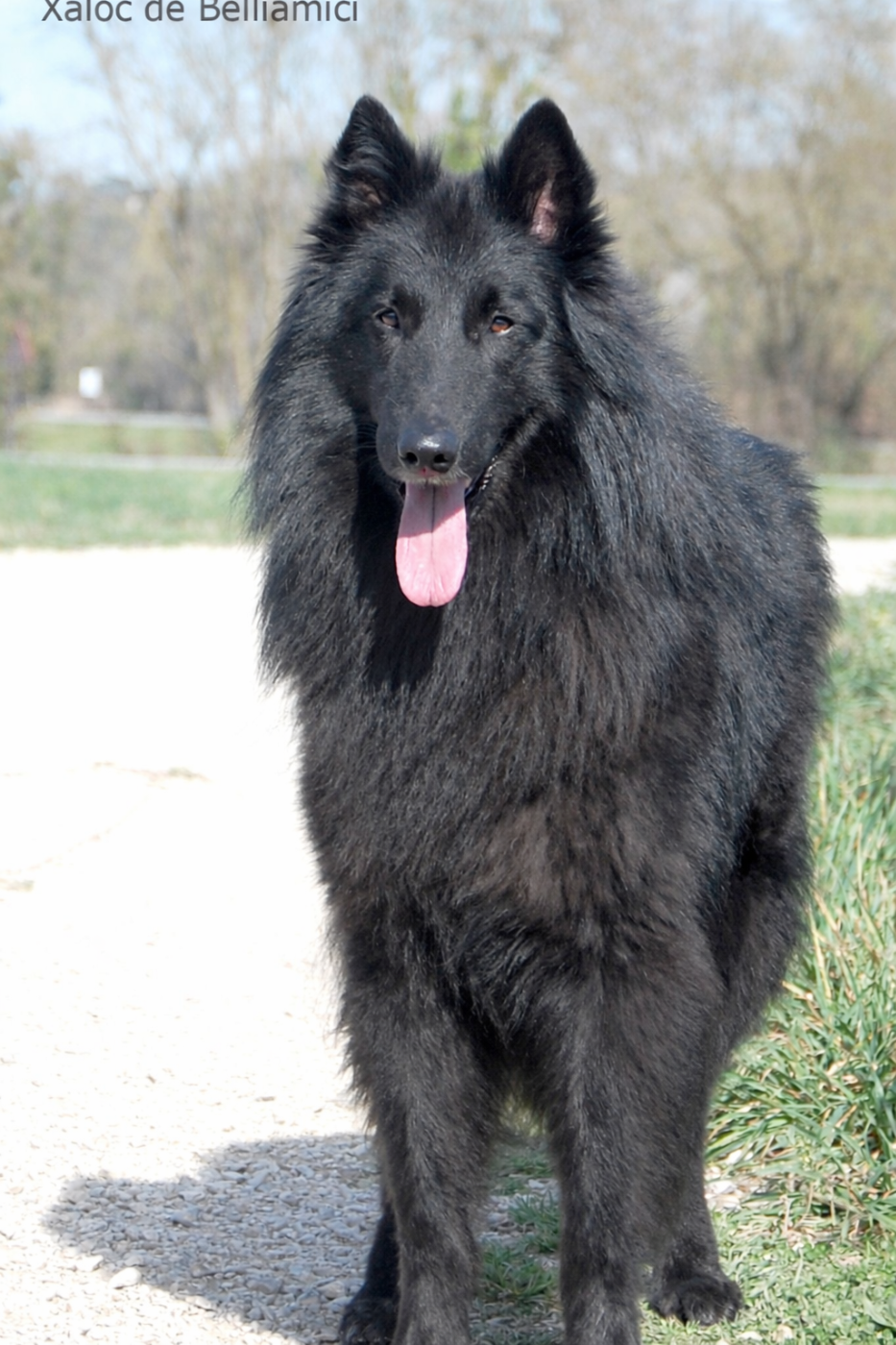 Xaloc de  Belliamici