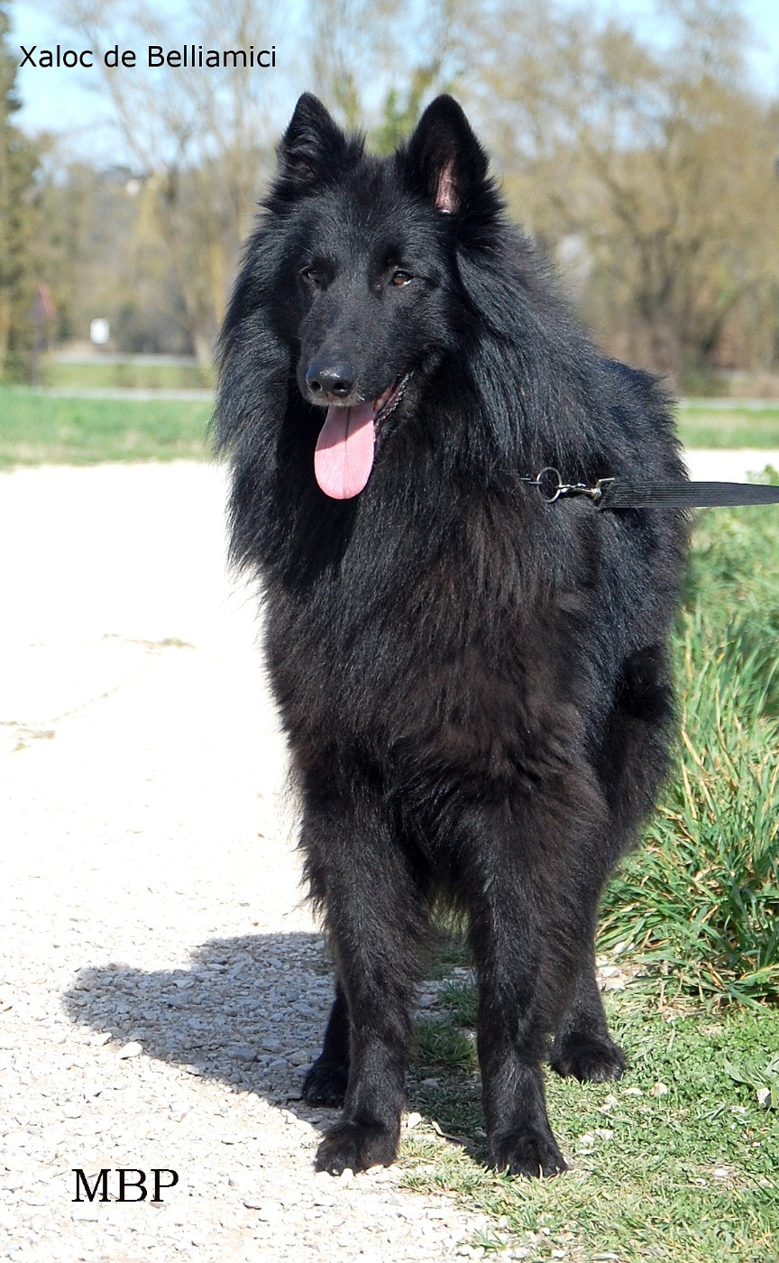 Xaloc de  Belliamici