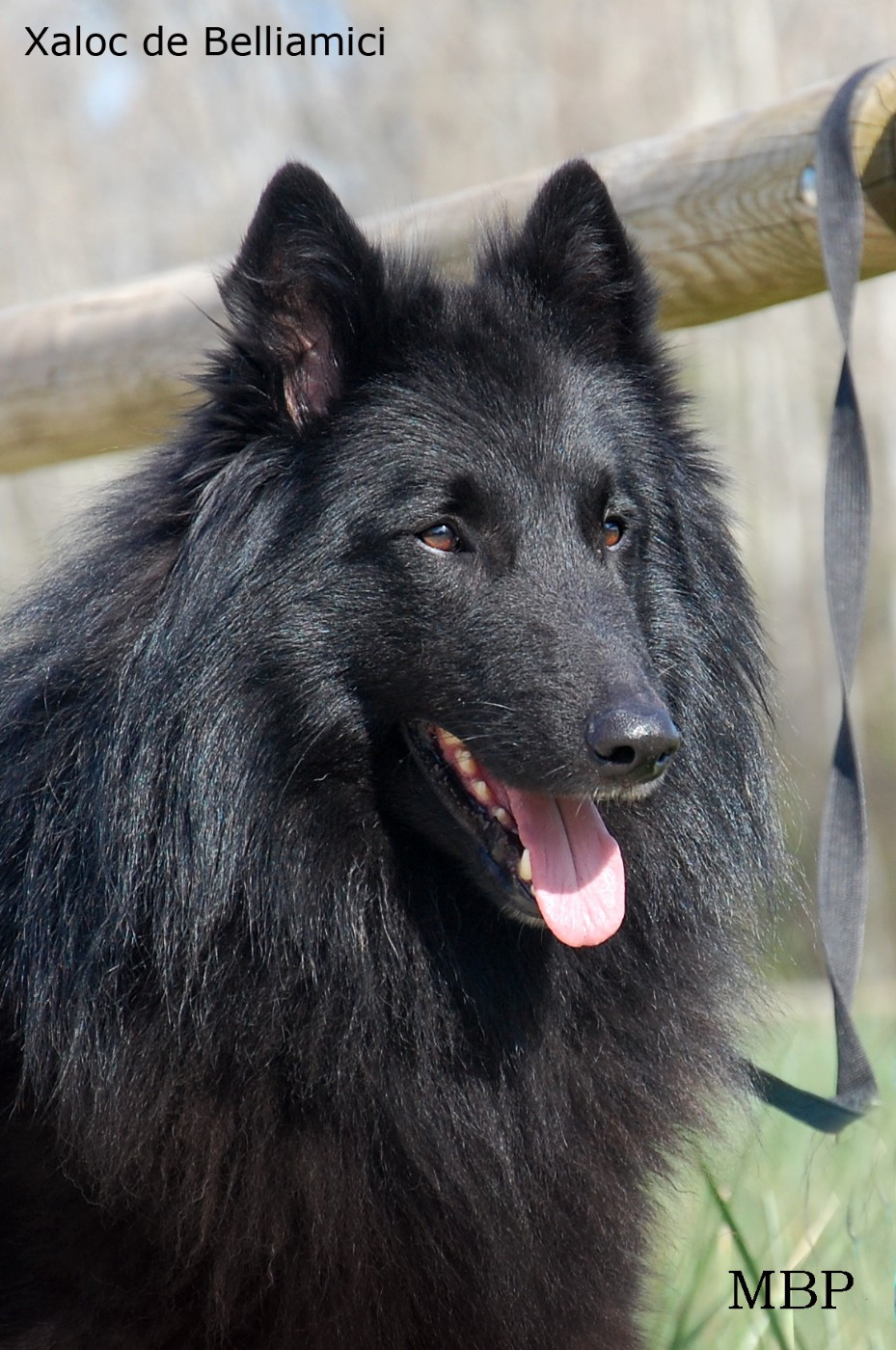 Xaloc de  Belliamici