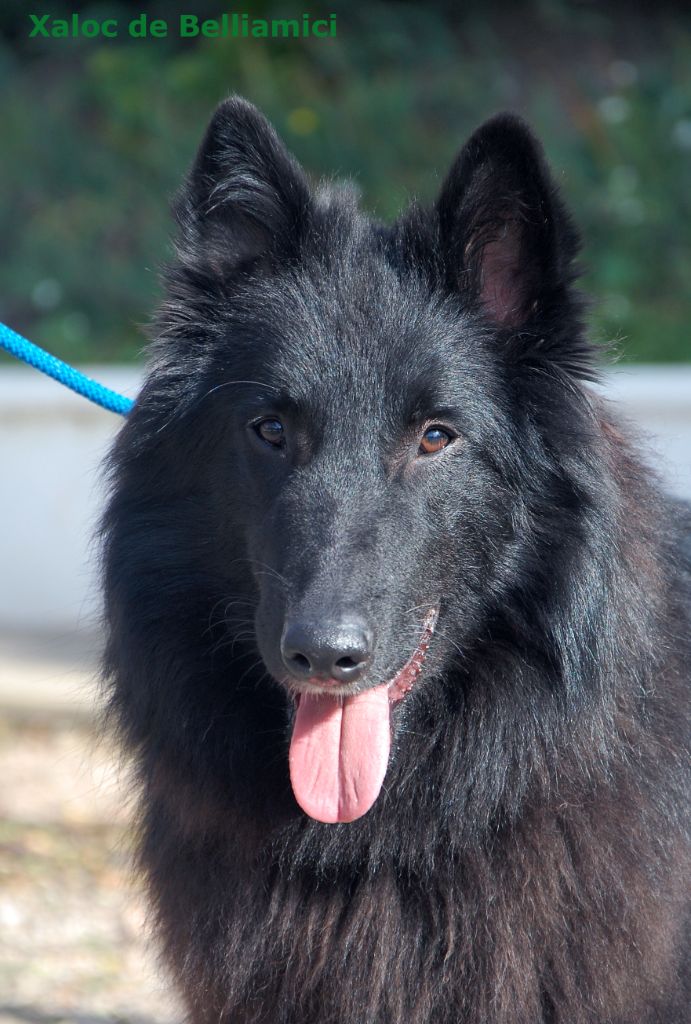 Publication : Belliamici