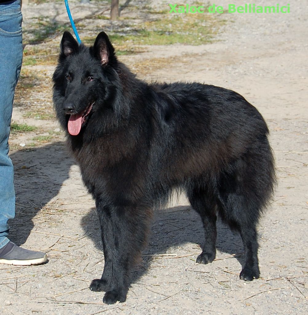 Publication : Belliamici