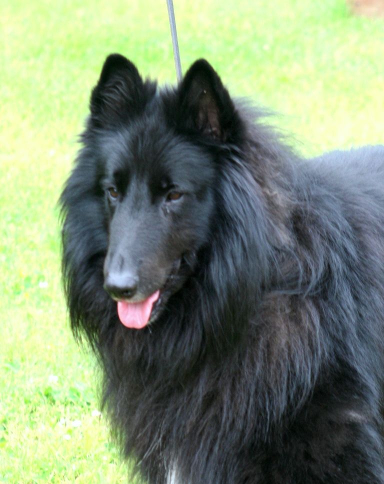 Sterenn du de la Tangi Morgane