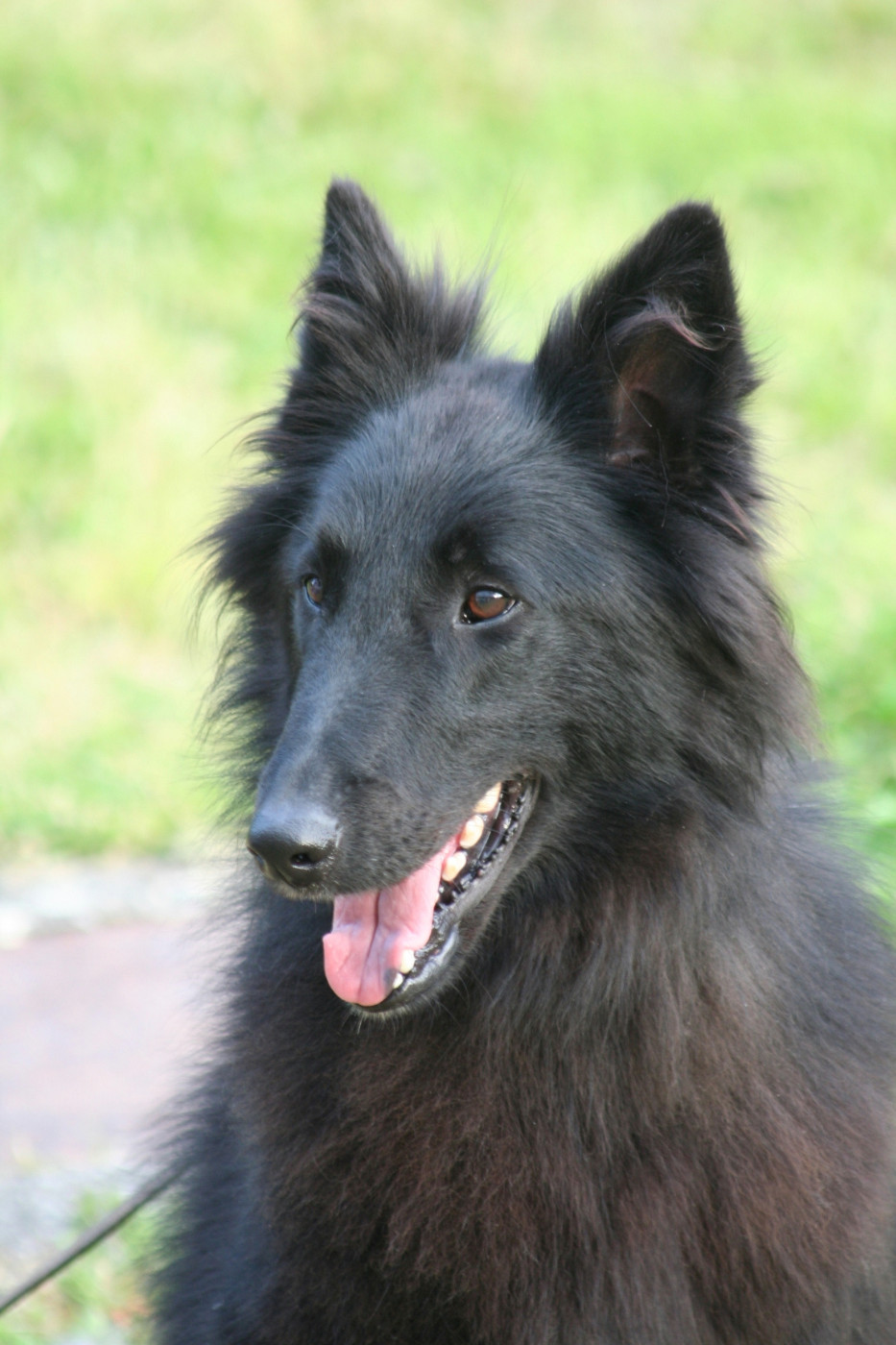 Triskell black De condivicnum