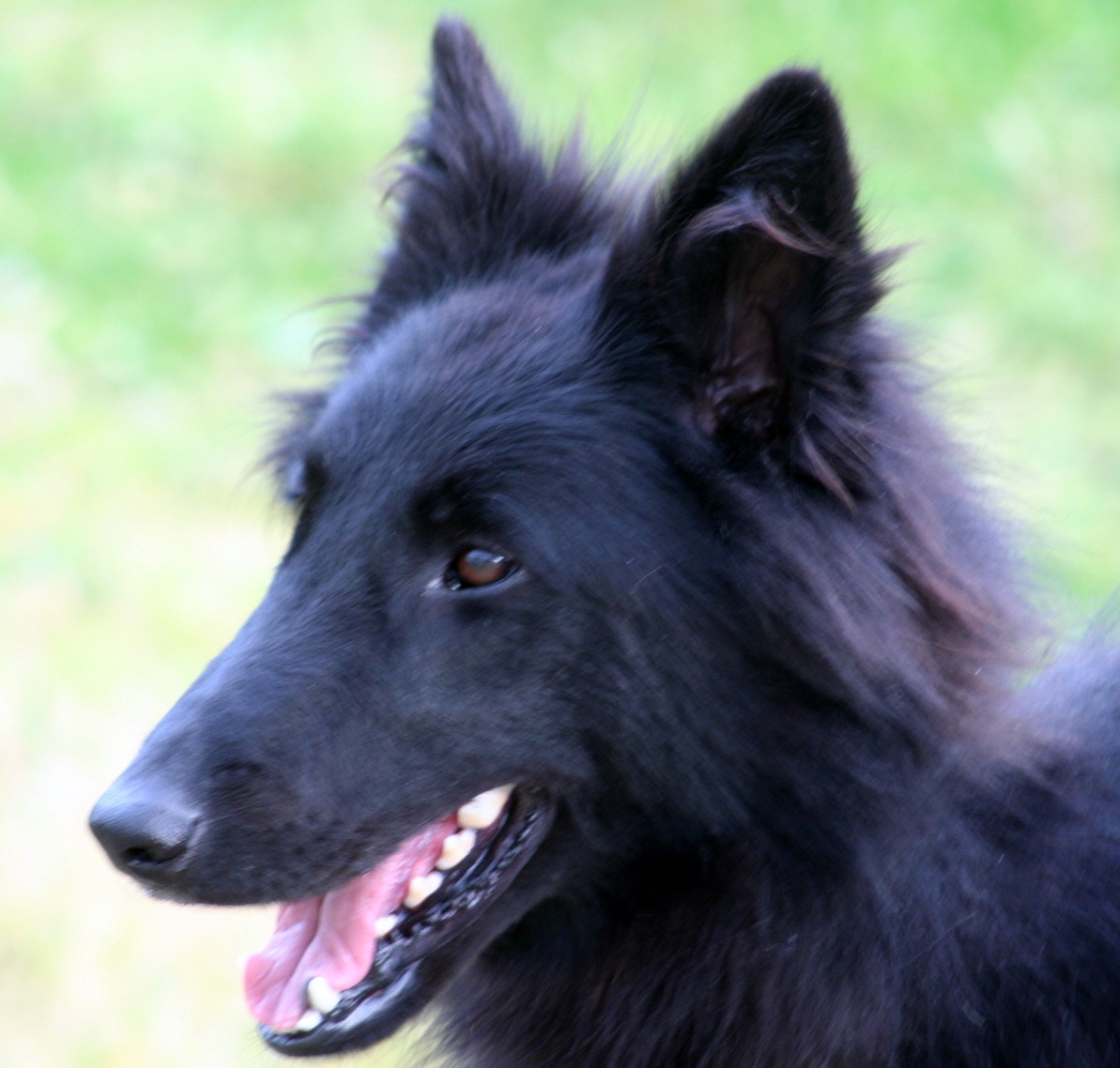 Triskell black De condivicnum