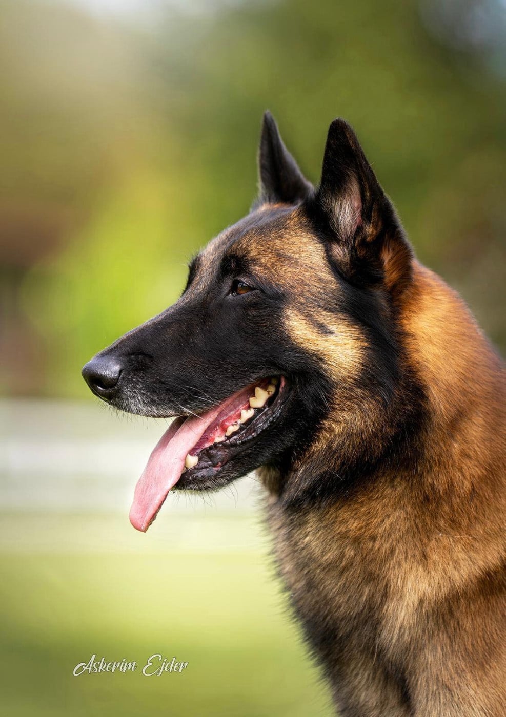 Publication : de la Tangi Morgane