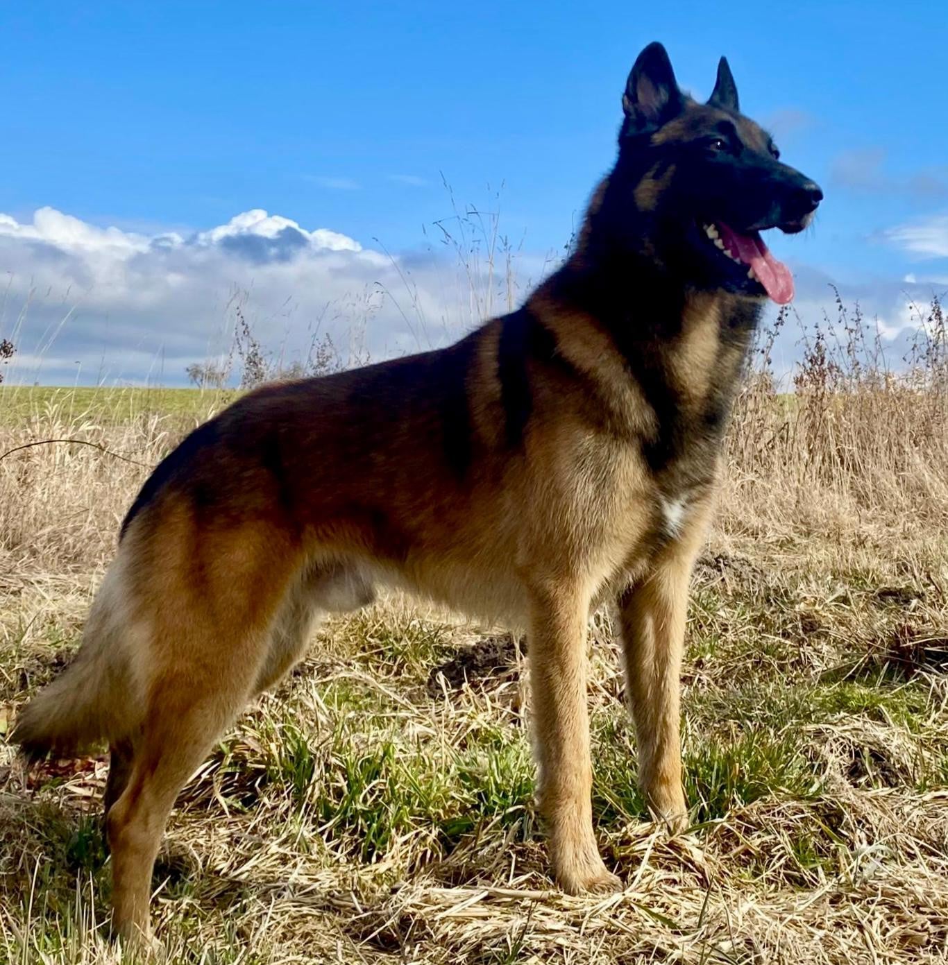 Publication : de la Tangi Morgane