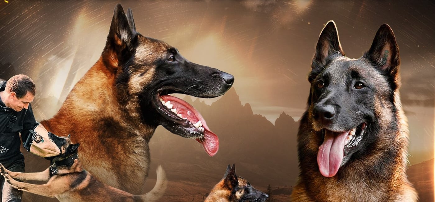 Publication : de la Tangi Morgane