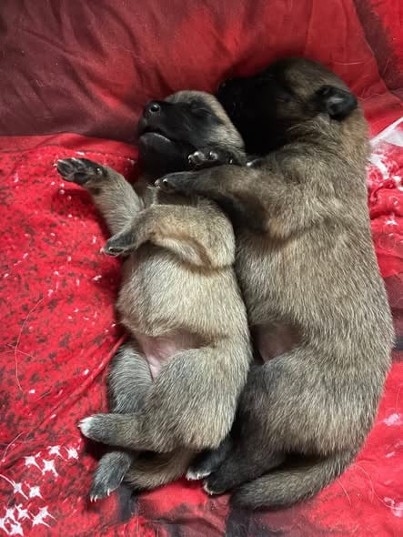 CHIOT 3 - Berger Belge