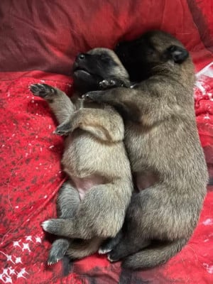 Les chiots de Berger Belge