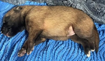 Les chiots de Berger Belge