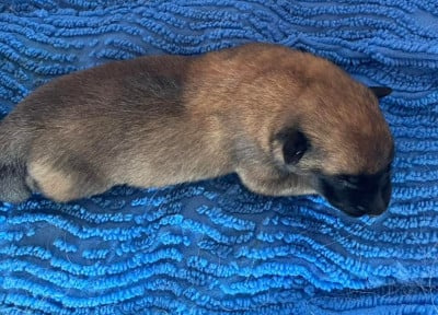 Les chiots de Berger Belge