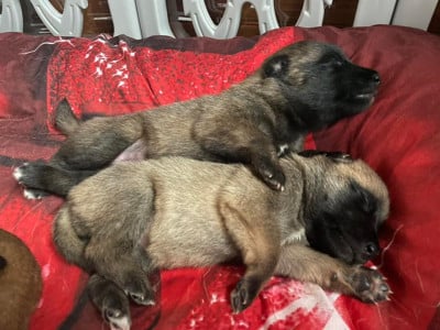 Les chiots de Berger Belge