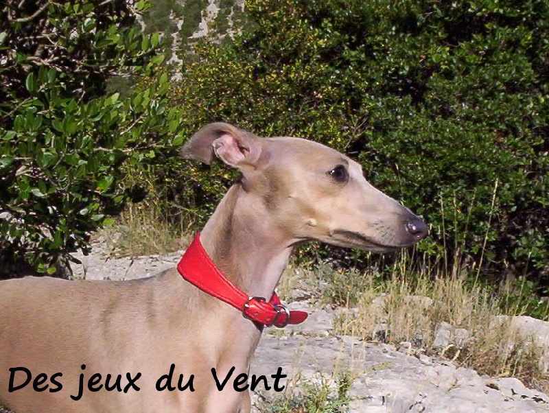 Publication : Des Jeux Du Vent Auteur : Estelle Guinard