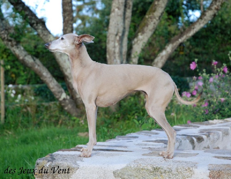 Vodka des princes de Kazan - 1er exc. meilleur vétéran