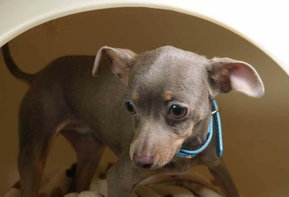 Chiot Elevage du Royaume Magique eleveur de chiens russkiy toy du royaume magique vendre chiots