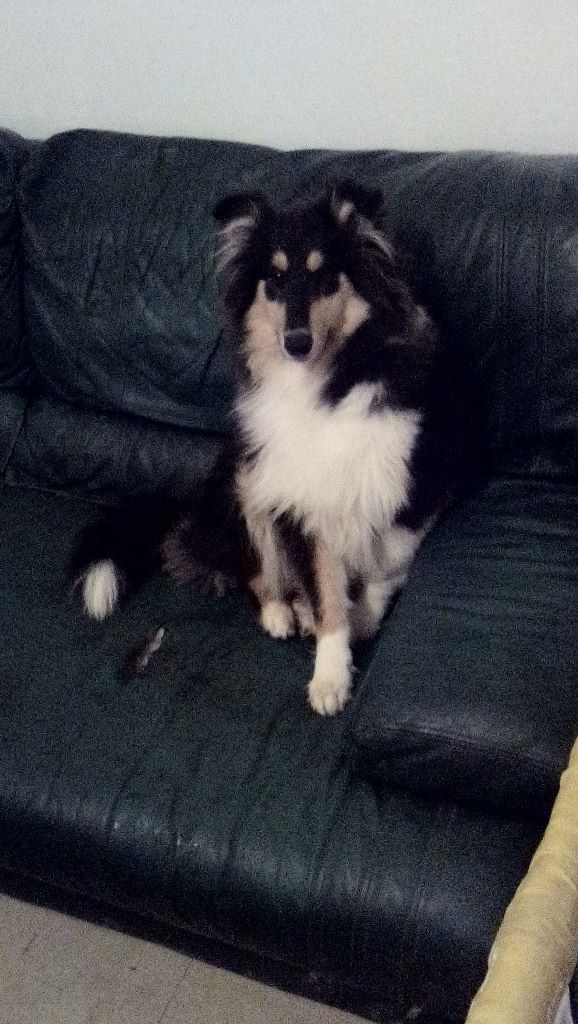 Naomie campbell dit ( lana) des rives d'Alaric - PROMETTEUR Meilleur Puppy