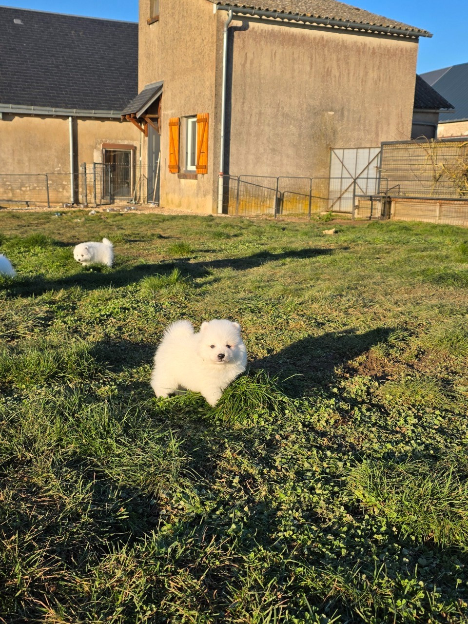 Avalanche - Spitz japonais