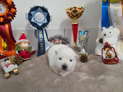 Les chiots de Spitz japonais