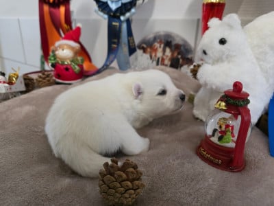 Les chiots de Spitz japonais