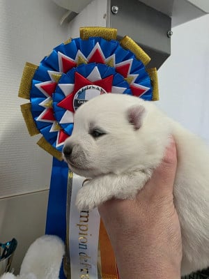 Les chiots de Spitz japonais