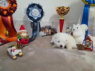 Les chiots de Spitz japonais