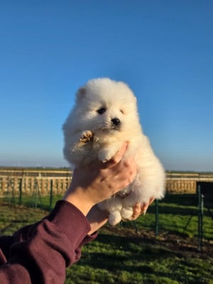 Les chiots de Spitz japonais