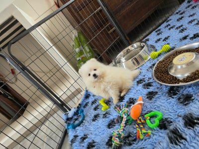 Les chiots de Spitz japonais