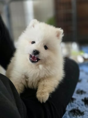 Les chiots de Spitz japonais