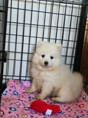 Les chiots de Spitz japonais