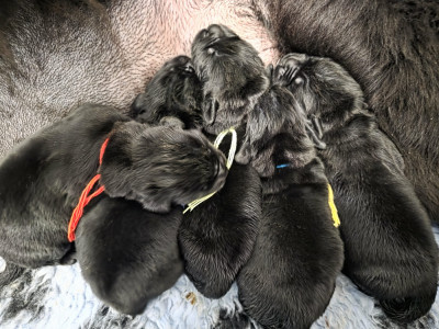 Les chiots de Terre-neuve