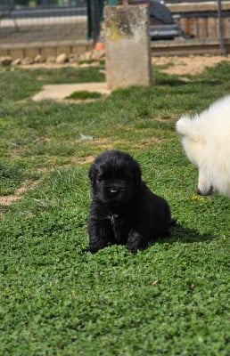 Les chiots de Terre-neuve