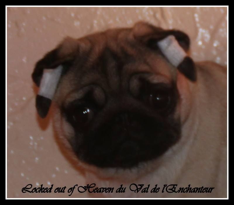 Publication : du Val de L'enchanteur