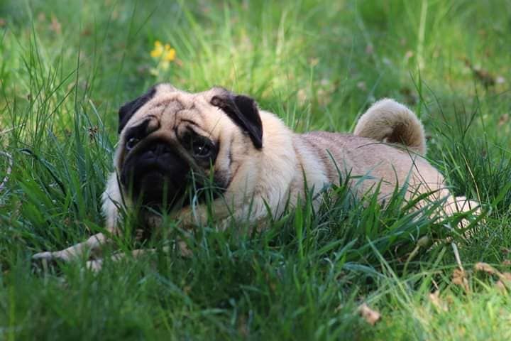 Publication : du Val de L'enchanteur