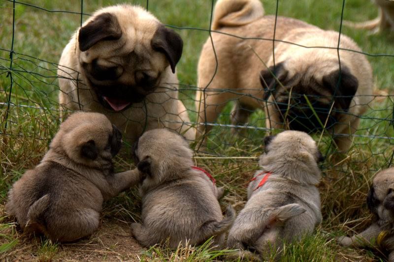 Publication : du Val de L'enchanteur