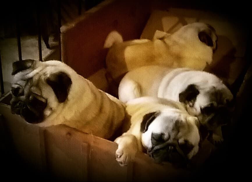 Publication : du Val de L'enchanteur