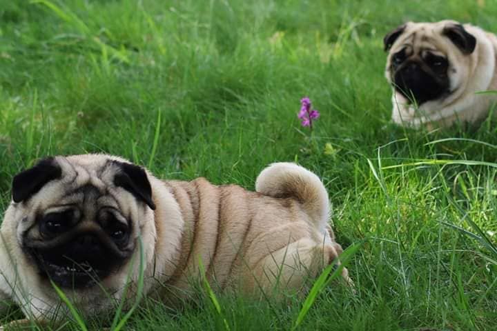 Publication : du Val de L'enchanteur