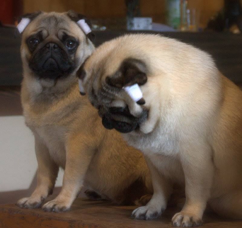 Publication : du Val de L'enchanteur