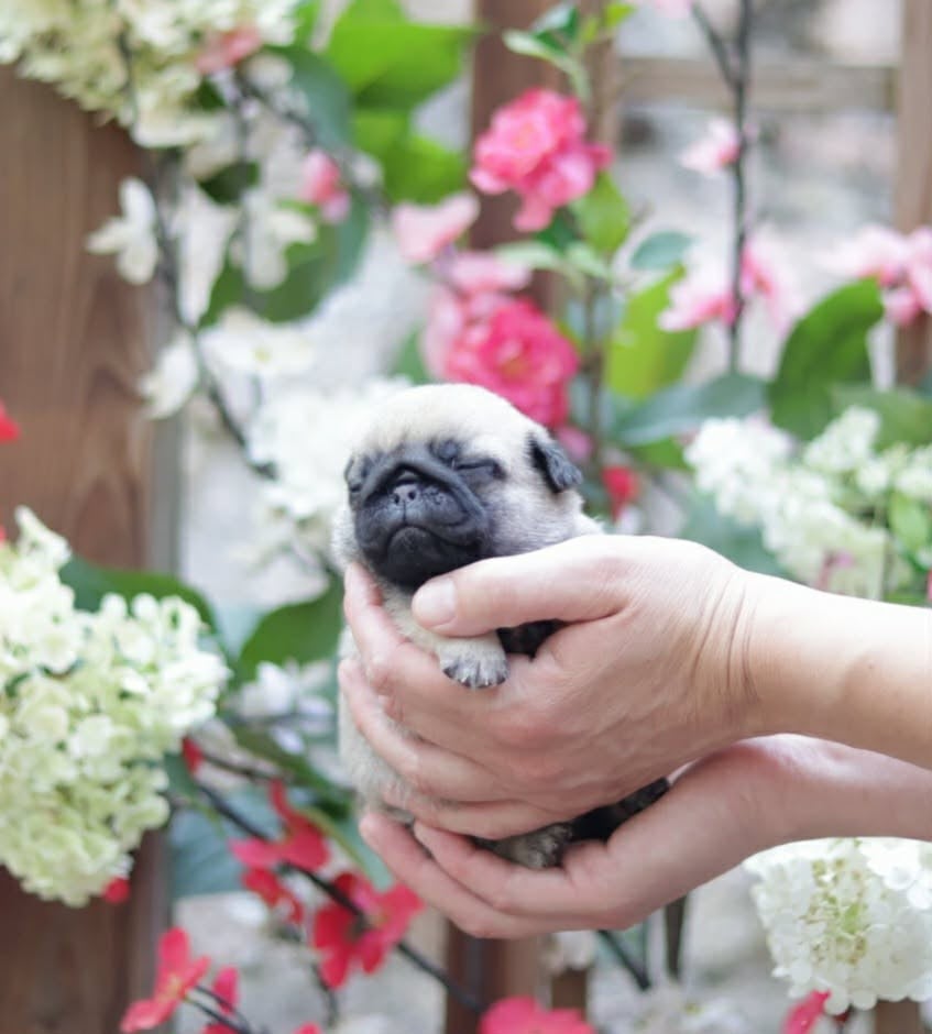 CHIOT 4 - Carlin