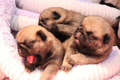 Les chiots de Carlin