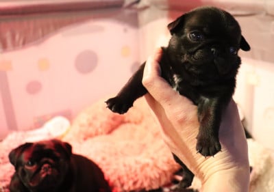 Les chiots de Carlin